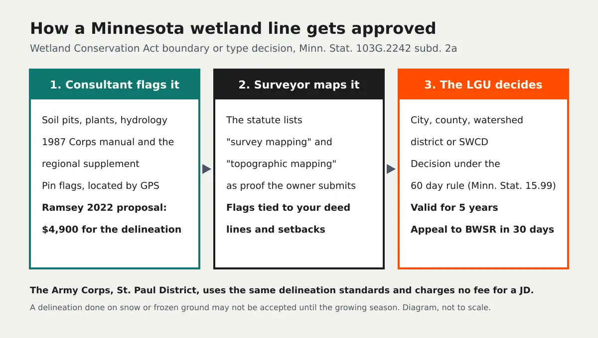 Diagram of the three steps to an approved Minnesota wetland boundary: the consultant flags the line, the surveyor maps it, and the local government unit issues a WCA decision valid for five years