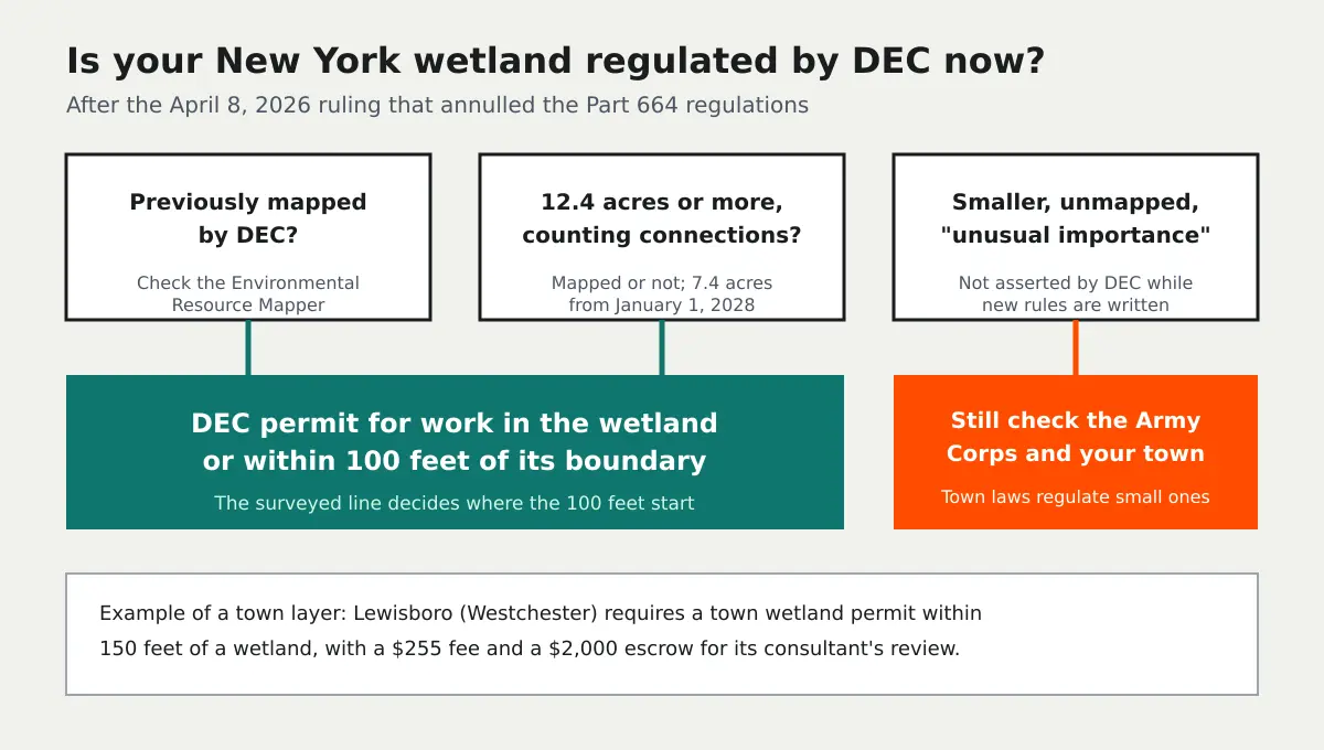 Diagram of whether a New York wetland is regulated by DEC after the April 2026 ruling: previously mapped wetlands and wetlands of 12.4 acres or more need a DEC permit within 100 feet, smaller unmapped wetlands still need a check with the Army Corps and the town